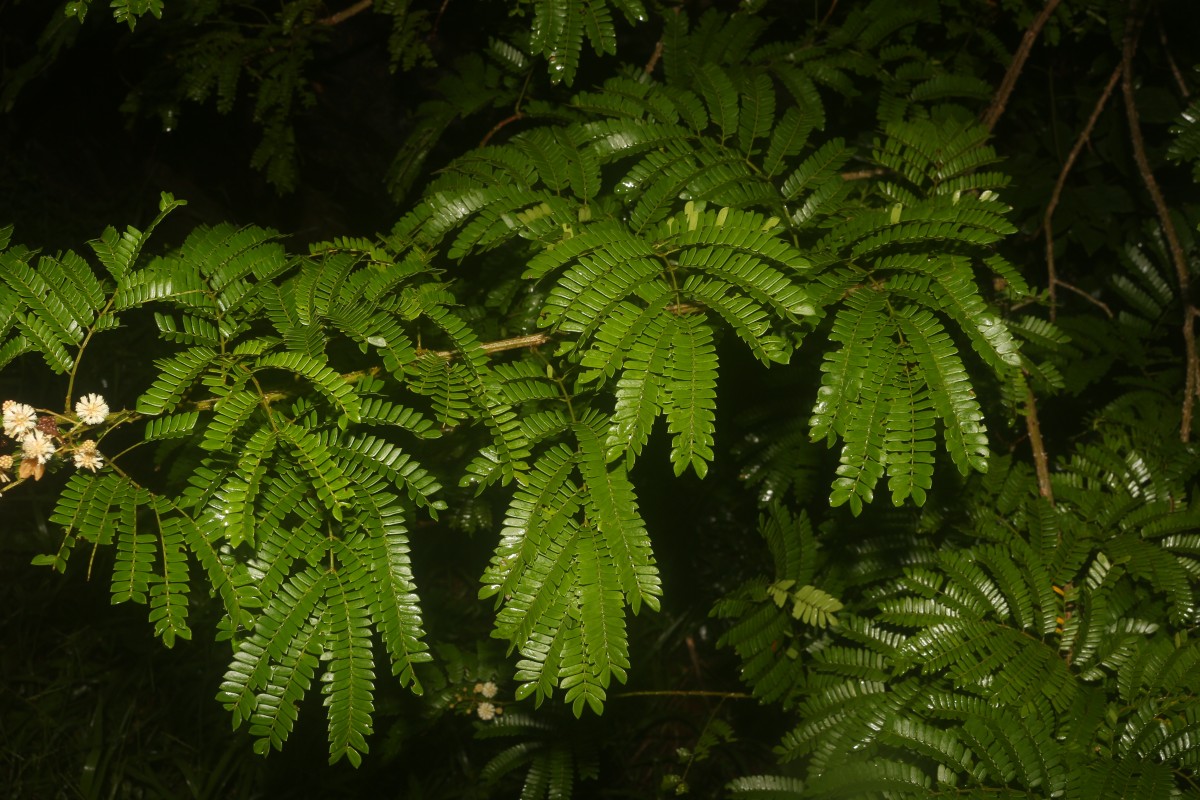 Senegalia caesia (L.) Maslin, Seigler & Ebinger